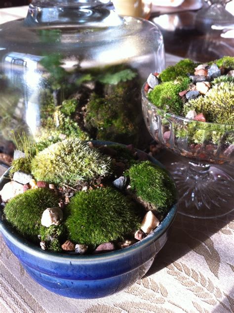 Mini Moss Gardensmade In Goodwill Bargin Find Containers Moss