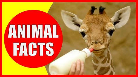 Hope this article that will enlighten you and your kids with some fun and entertaining here we put together some of the most astounding, amazing and interesting facts about animals you never knew about. 99 Interesting Facts About Animals That Will Make You ...