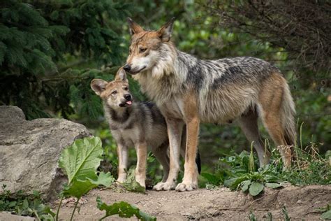 Government Agents Kill Endangered Mexican Gray Wolf Father Threatening