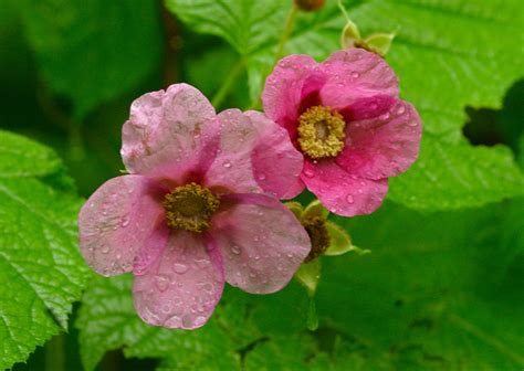 In principle, raspberries need most of the nutrients from flowering to harvest. A purple-flowering raspberry spreading like the dickens in ...