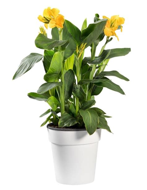 Canna Lily In Pots A Comprehensive Guide To Growing And Caring For