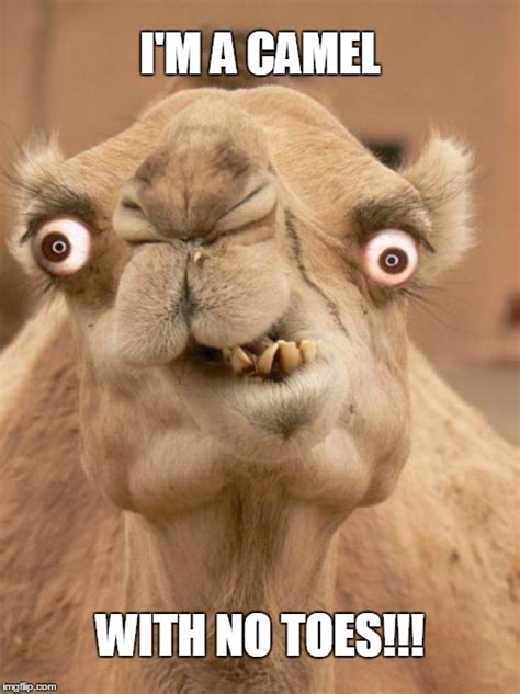 Camel Jokes