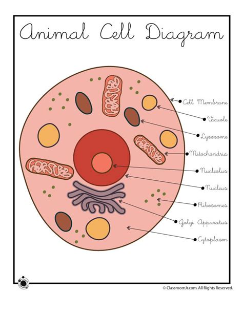 Animal Cell Simple Diagram Animal Cell Diagram Unlabeled Tims