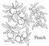 Peach Melocotones sketch template