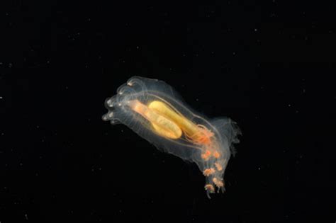New Sea Creatures Discovered Cbs News