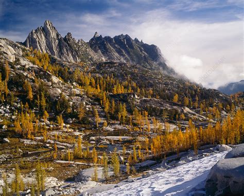Larch Trees With The Stuart Range Stock Image C0065446 Science