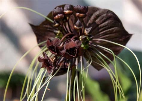 10 Types Of Black Flowers Pictures