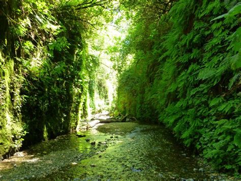 The opening of jurassic park 2 used fern canyon as a location. Fern Canyon, CA | Into the Wild | Pinterest