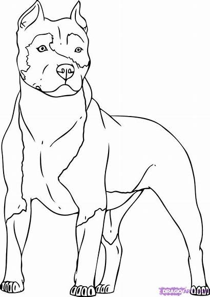 Coloring Pitbull Pages Dog Dogs Drawings Printable