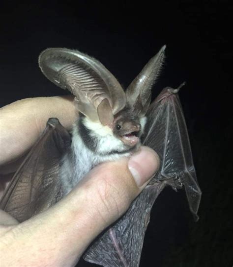 Pin By Batqueen66 On Bats Bat Chiroptera Mammals