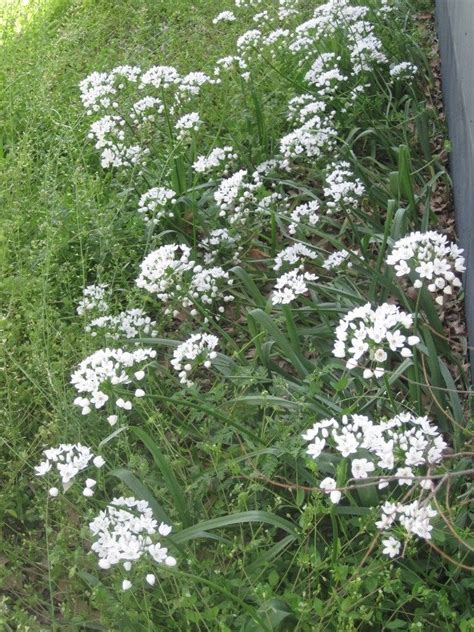 White Cluster Of Flowers On A Single Long Stem 12 18 Inches Flowers Forums