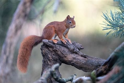 Koen Frantzen Nature Photography Eekhoorn Eurasian Red Squirrel