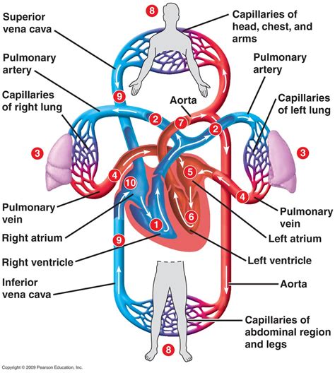 Schematic Diagram Of Blood Circulation