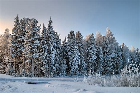 Fondos De Pantalla Bosques Invierno Nieve Naturaleza Descargar Imagenes