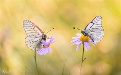 Its range extends from northwest africa in the west to transcaucasia and across the palearctic to siberia and japan in the east. Aporia crataegi Imagen & Foto | animales, invertebrados ...