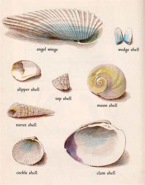 Types Of Sea Shells Shells Shell Drawing Sea Creatures