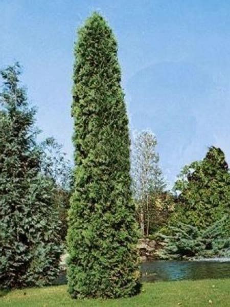 Thuya Du Canada Pyramidalis Compacta Thuja Occidentalis Le Jardin