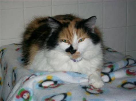 Calico Makayla And Nevaeh Medium Adult Female Cat For Sale In