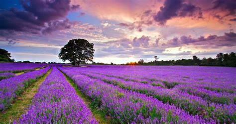 Lavender Field Hd Wallpapers Wallpaper Cave