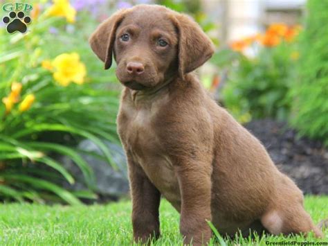 Finding a chesapeake bay retriever puppy for sale near you may be your top priority, but it doesn't mean it is the best choice. Labrador Chesapeake Bay Retriever Mix | Goldenacresdogs.com