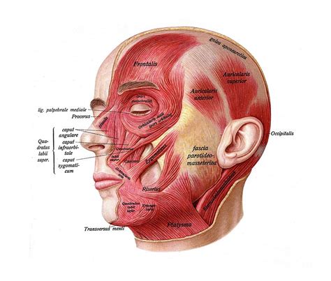 Anatomy Of Facial Muscles Photograph By Microscape Science Photo