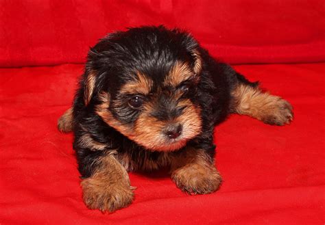 Yorkie Poos Tail Wagging Puppies