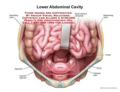 Anatomy of female urinary system. Female Anatomy Abdomen Images | carfare.me 2019-2020