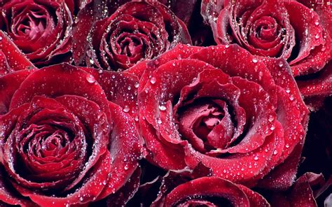 Czerwone Róże Krople Wody Zdjęcia