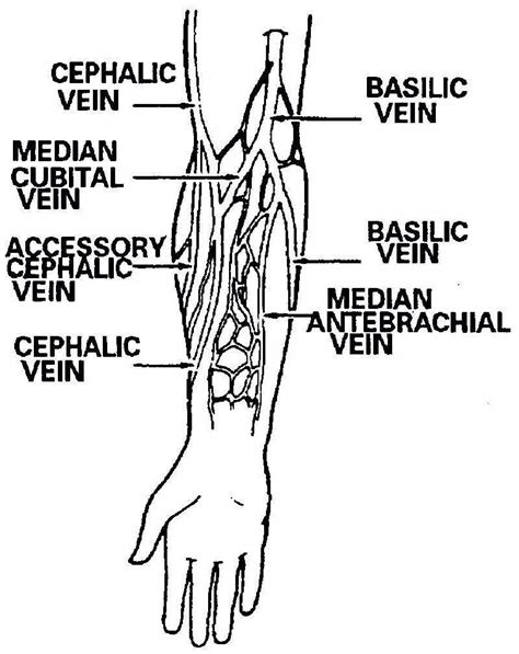 Veins Of Arm Nurse Phlebotomy Phlebotomy Study
