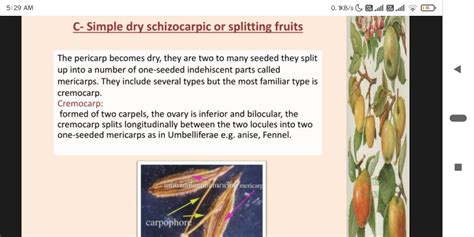 Fruits Type Cremocarp Botany Notes Teachmint