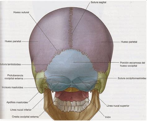 Anatomia Del Craneo