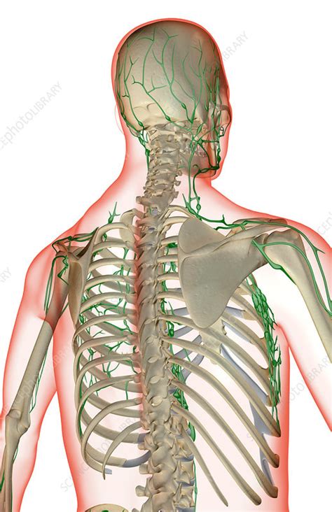 The Lymph Supply Of The Upper Body Stock Image F0019748 Science