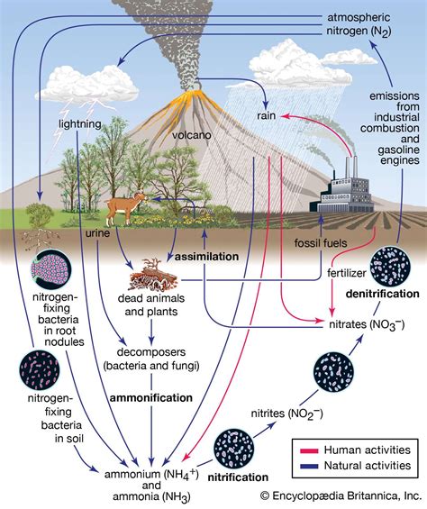 How The Nitrogen Cycle Works Britannica