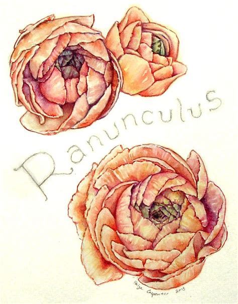Gallery For Ranunculus Watercolor Tattoo Flower Painting Flower