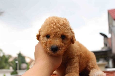 Lovelypuppy Brown Color Female Toy Poodlerm650 Only