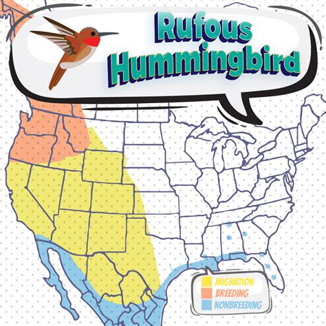 Rufous Hummingbird Bird Watching Academy