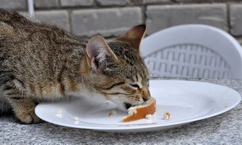 Can Cats Eat Bread Crust Cat Meme Stock Pictures And Photos