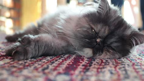 Persian Cat Sleeping On Carpet Close Up And Low Angle Shot Stock