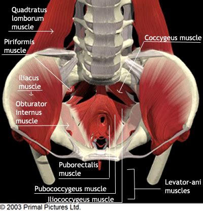 The pelvic floor muscles include; posture » Vanea |posture |pelvic floor exercises |core ...