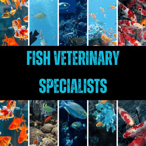 Fish Veterinary Specialists Dvm Vs Certaqv Vs Dabvp Fish Vet