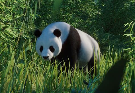 Giant Panda Planet Zoo Wiki Fandom