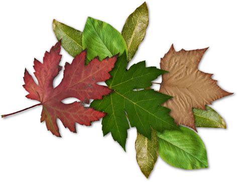 Cluster Freebie | Leaves, Maple leaf tattoo, Freebie