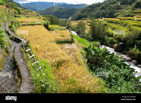 Hapao Rice Terraces Hungduan Ifugao Province Cordillera Region Luzon Philippines Asia