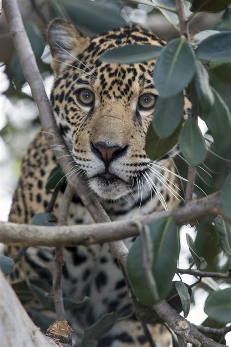 Jaguar San Diego Zoo Wildlife Alliance Flickr