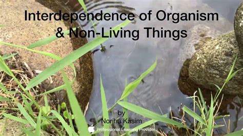 Interdependence And Interaction Among Organisms An Overview Youtube