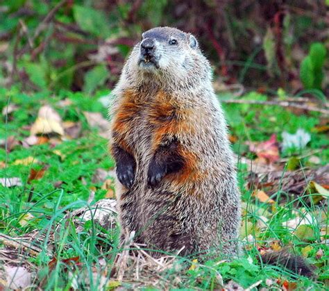 If The Groundhog Could Talk Columns From Northeast Kingdom Of Vermont