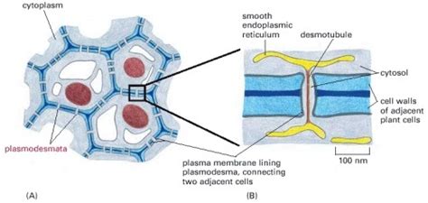 Living organism fluctuate in size but they earth�s�organisms are cataloged by various types of cells. Prokaryotic & Eukaryotic Cells and Organelles