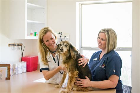 We believe in treating every patient as if they were our own pet. pet_examinations - Spring Branch Veterinary Hospital