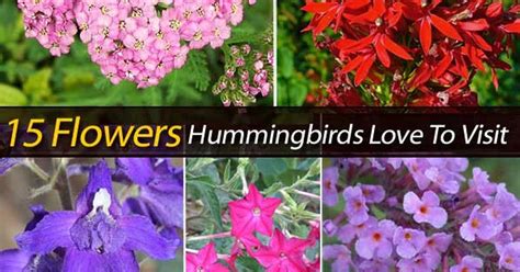 While fragrance is the prime bait for pollinators like butterflies and other insects, birds don't have good sniffers, so flowers that depend on them must advertise with color. 15 Flowers Hummingbirds Love To Visit | Hummingbird plants ...