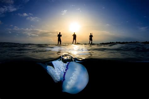Wallpaper Nature Sea Water Men Underwater Silhouette Jellyfish